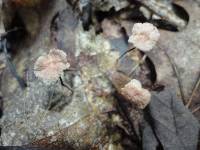 Marasmius quercophilus image