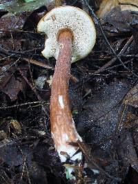 Austroboletus gracilis image