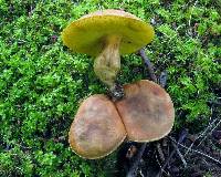 Aureoboletus innixus image