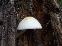 Volvariella bombycina image