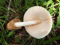 Volvariella bombycina image