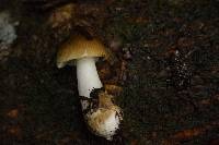 Amanita lanivolva image