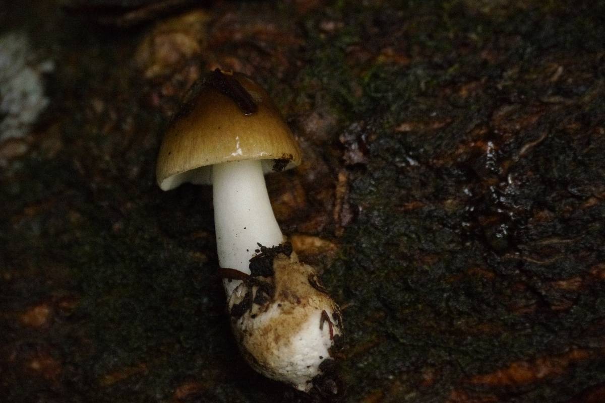 Amanita lanivolva image