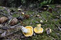 Cantharellus roseocanus image