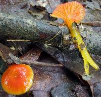 Hygrocybe minutula image