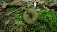 Entoloma serrulatum image