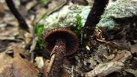 Inocybe tahquamenonensis image