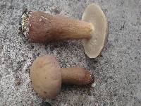 Tylopilus rubrobrunneus image