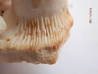 Lactarius deceptivus image