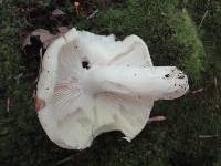 Russula modesta image