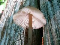 Entoloma conicum image