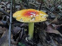 Amanita parcivolvata image