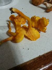 Cantharellus ignicolor image