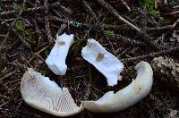 Russula crassotunicata image