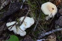 Russula crassotunicata image