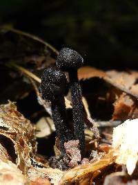 Hypomyces papulasporae var. americanus image