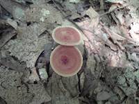 Clitocybe gibba image