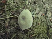 Entoloma undatum image