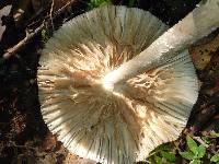 Amanita sect. Vaginatae image