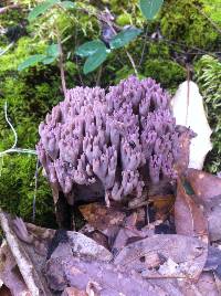 Ramaria purpurissima image