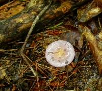 Cortinarius iodes image