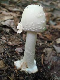 Amanita aestivalis image