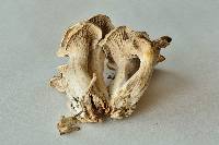 Craterellus foetidus image