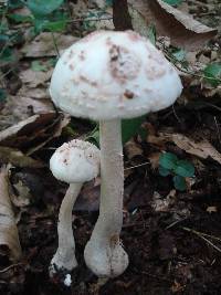 Amanita rubescens var. rubescens image