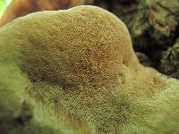 Perenniporia fraxinophila image