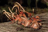 Ophiocordyceps caloceroides image