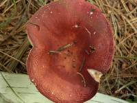 Russula sanguinaria image