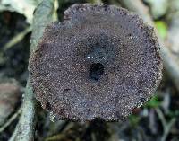 Inocybe tahquamenonensis image