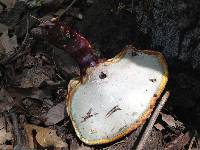 Ganoderma curtisii image