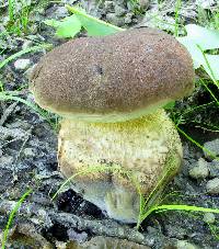 Boletus variipes var. fagicola image