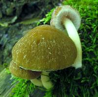 Psathyrella delineata image