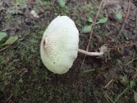 Lepiota cristata image