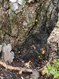 Pholiota spumosa image