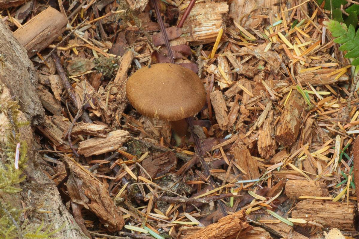Cortinarius idahoensis image