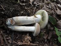 Boletus pallidus image