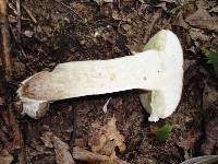 Boletus pallidus image