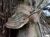 Ganoderma australe image