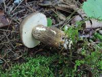 Retiboletus nigerrimus image