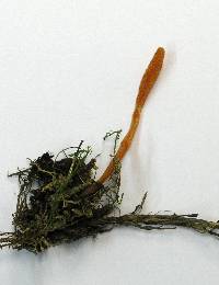 Cordyceps militaris image