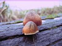 Gymnopilus luteofolius image