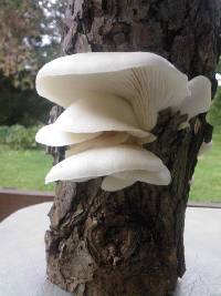 Pleurotus pulmonarius image