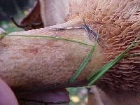 Paxillus involutus image