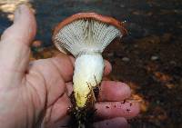 Gomphidius subroseus image