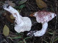 Hygrophorus russula image