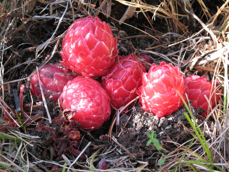 Rhizopogon ellenae image