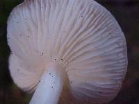 Rhodocollybia maculata image